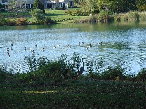 heron and geese on lake quincy