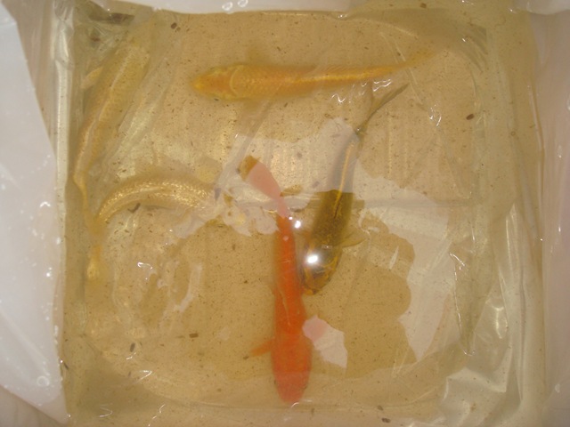 koi in bag